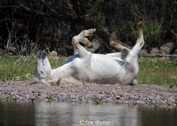 Wild Horse rolling--8295