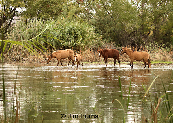 Wild Horses, Arizona
