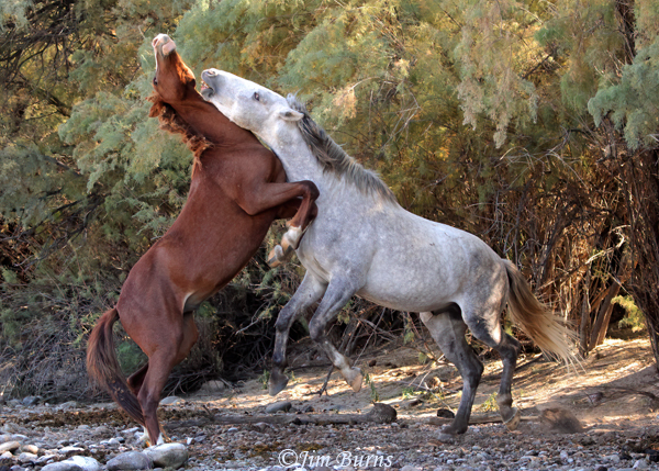 Wild Horses at play--0635