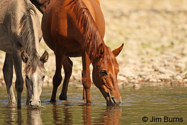 Wild Horses drinking #2, Arizona