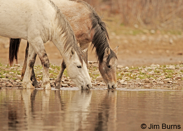 Wild Horses drinking, Arizona