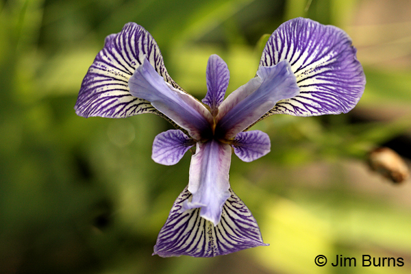 Wild Iris, Minnesota