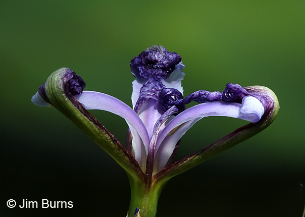 Wild Iris, Wisconsin