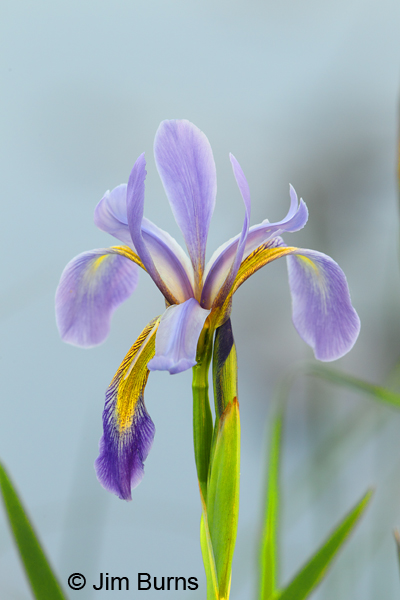 Wild Iris #2, South Carolina