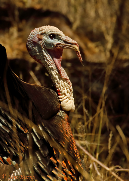 Wild Turkey displaying in late afternoon sun--2411