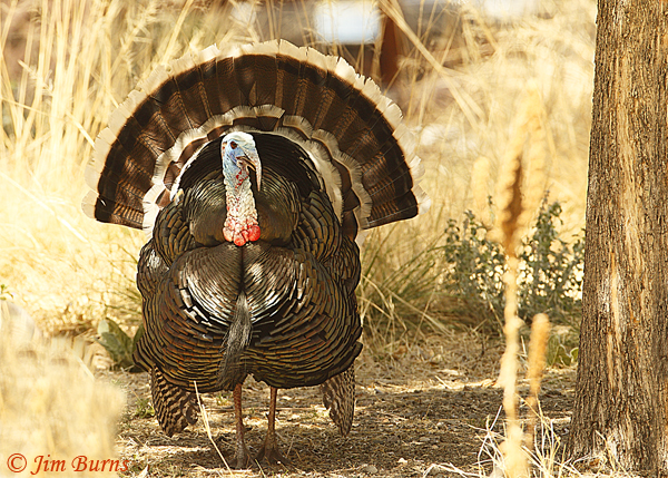 Wild Turkey tail spread--8050