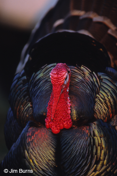 Wild Turkey close-up