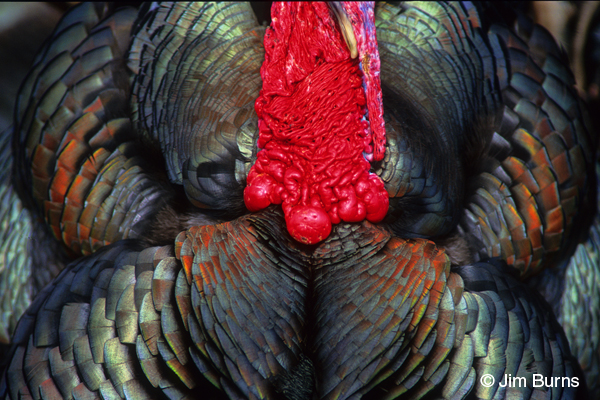Wild Turkey colors