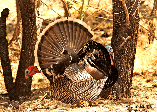 Wild Turkey dueling males
