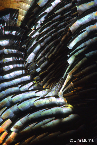 Wild Turkey palette