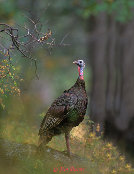 Wild Turkey