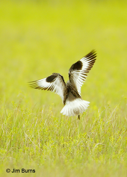 Willet wings