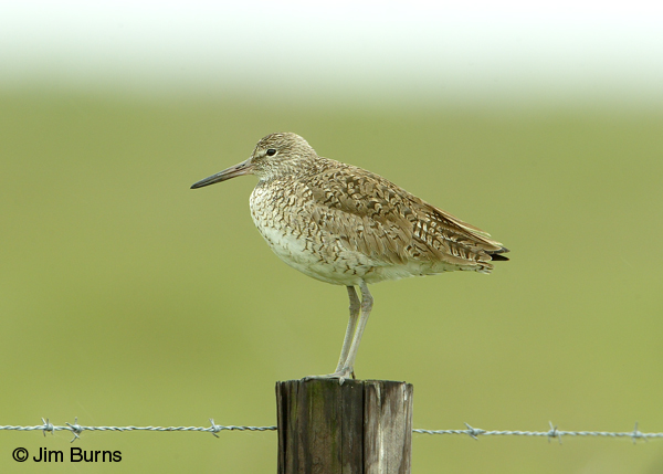 Willet