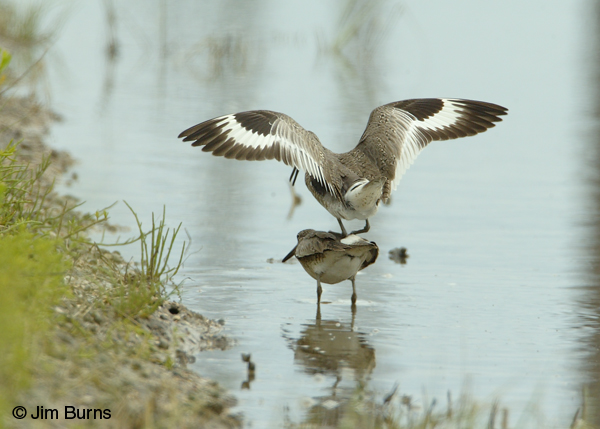 Willets copulating