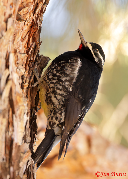 Williamson's Sapsucker male on pine--1230