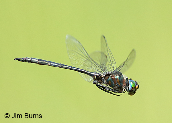 Williamson's Emerald male in flight, Door Co., WI, July 2017