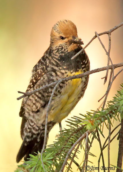 Williamson's Sapsucker female gleaning insects in Ponderosa Pine #4--5816