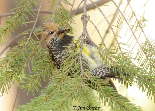 Williamson's Sapsucker female gleaning for insect in Ponderosa Pine--5830
