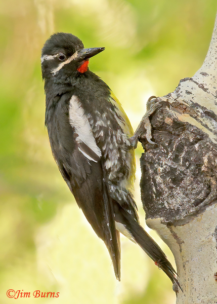 Williamson's Sapsucker male on Aspen--5913