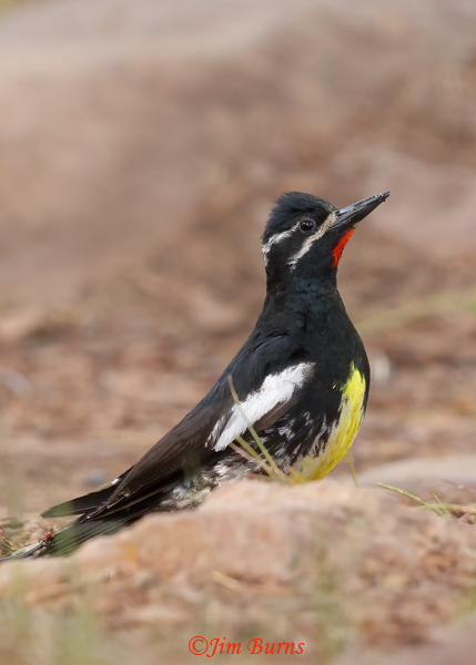 Williamson's Sapsucker male gleaning for ants on the ground--5948