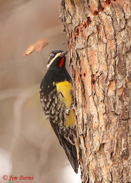 Williamson's Sapsucker male working sap wells in pine--6120