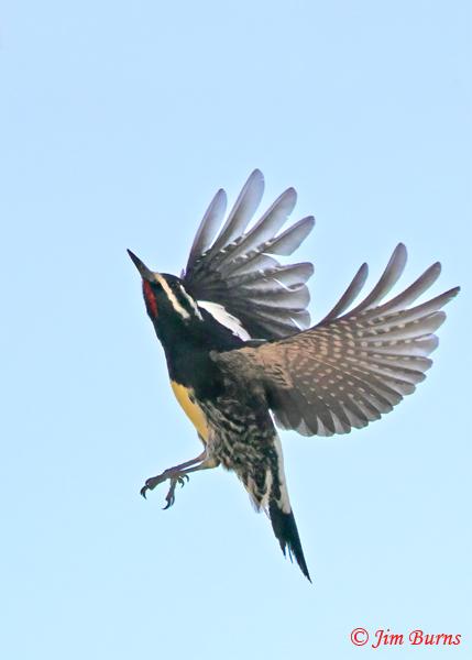 Williamson's Sapsucker male rising--6417
