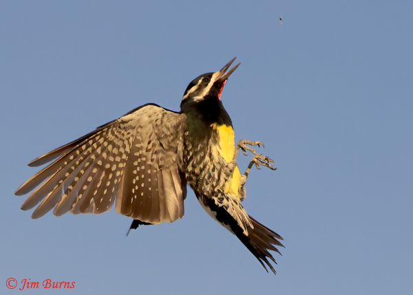Williamson's Sapsucker male catching gnats on the wing #3--6602