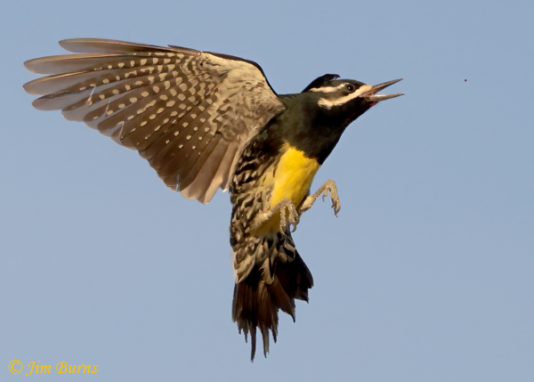 Williamson's Sapsucker male catching gnats on the wing #2--6637