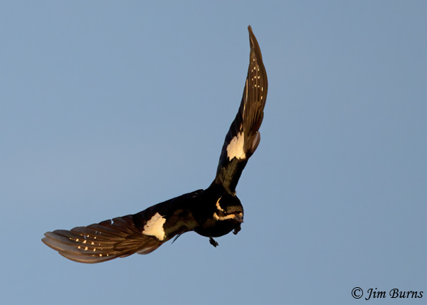 Williamson's Sapsucker male incoming--7025