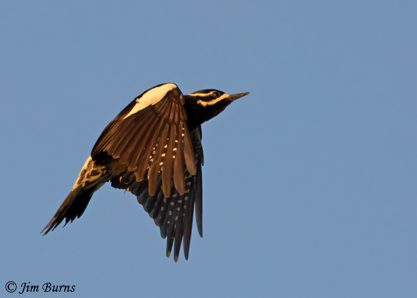 Williamson's Sapsucker male dorsal wing--7052