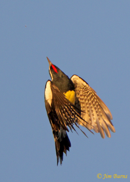 Williamson's Sapsucker male aerial contortions to follow flight of insect prey--7103