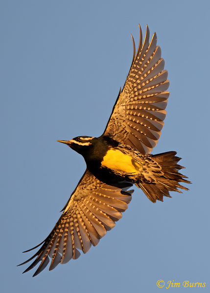 Williamson's Sapsucker male sunset flight--7144