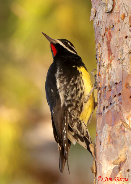 Williamson's Sapsucker male at work ventral view--6431