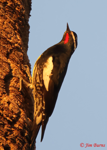 Williamson's Sapsucker male in sundown light--7250