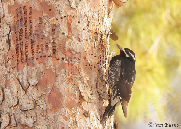 Williamson's Sapsucker male showing drill pattern and sap pooling up in wells #2--7372