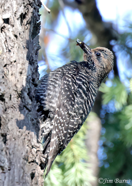 Williamson's Sapsucker female with ants and grubs--7655