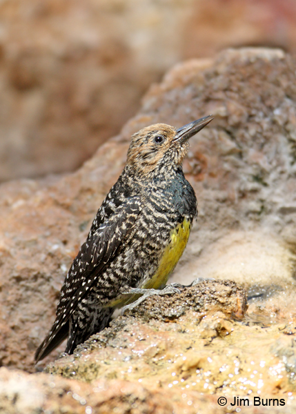Williamson's Sapsucker female at waterhole