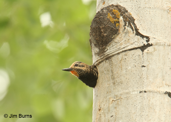 Williamson's Sapsucker female in aspen nest hole