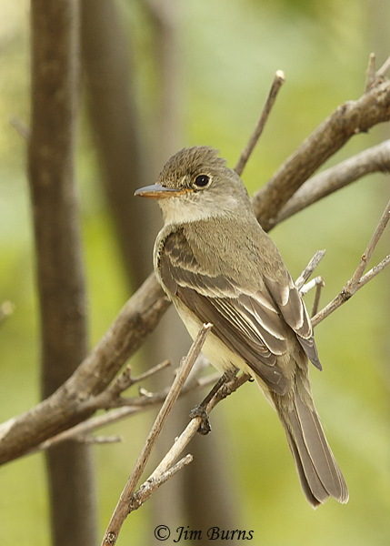 Willow Flycatcher--2043