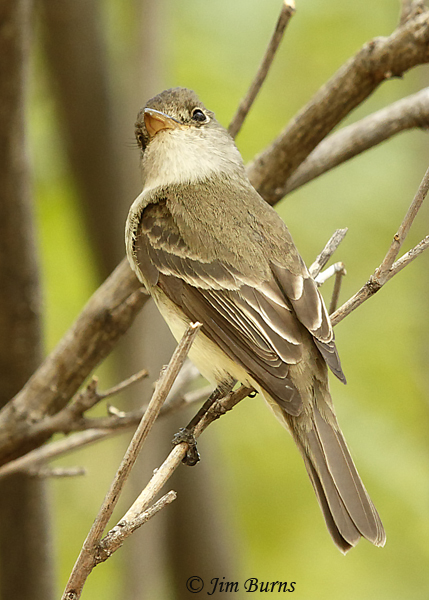 Willow Flycatcher lower mandible--2044