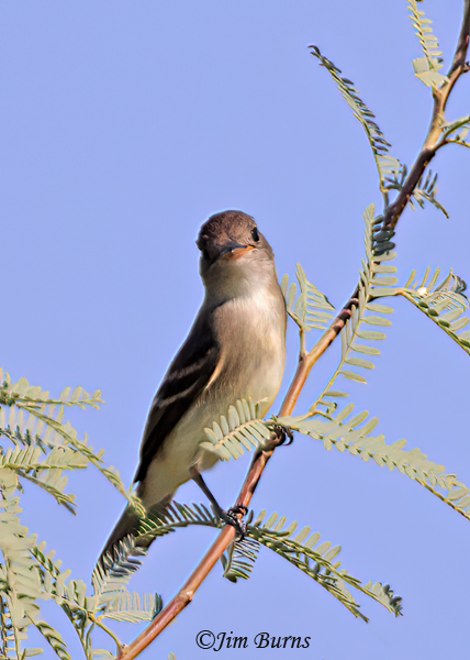 Willow Flycatcher in Mesquite--3046
