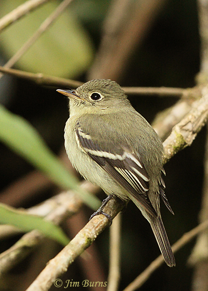 Willow Flycatcher dorsal view