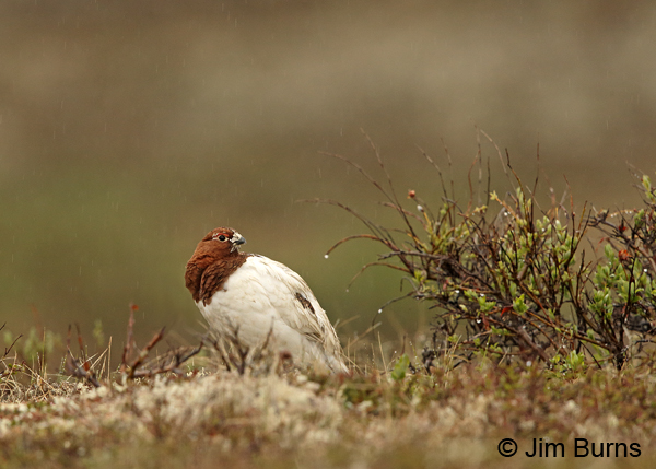 Willow Ptarmigan male in the rain