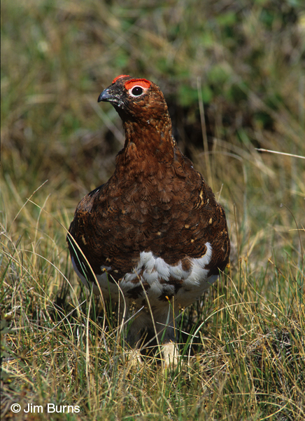 Willow Ptarmigan male summer