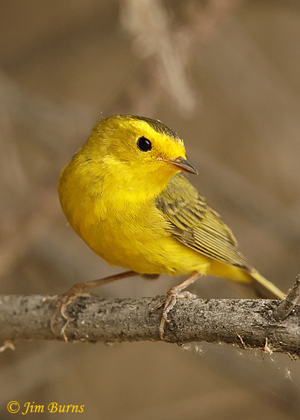 Wilson's Warbler female close-up--2749