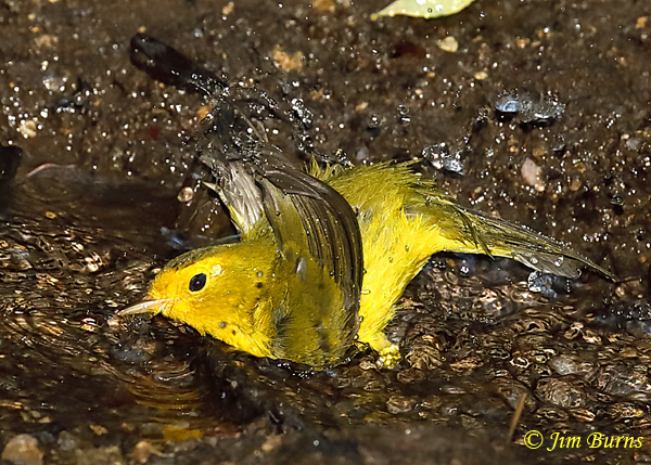 Wilson's Warbler female bathing #2--6133