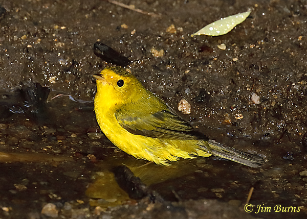 Wilson's Warbler female bathing--6134