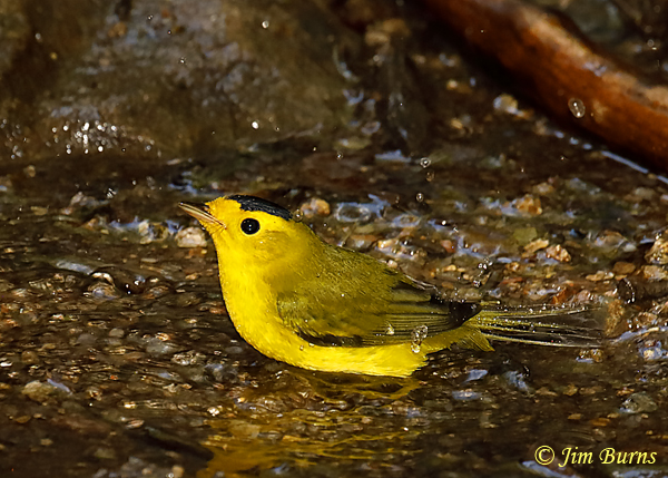 Wilson's Warbler male bathing #2--6291