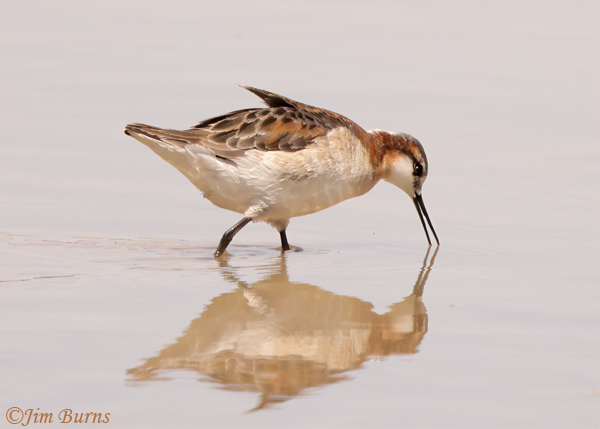 Wilson's Phalarope male, breeding plumage, feeding--1014