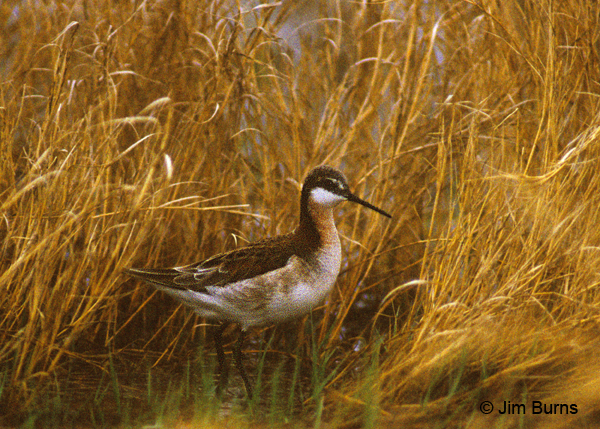 Wilson's Phalarope breeding